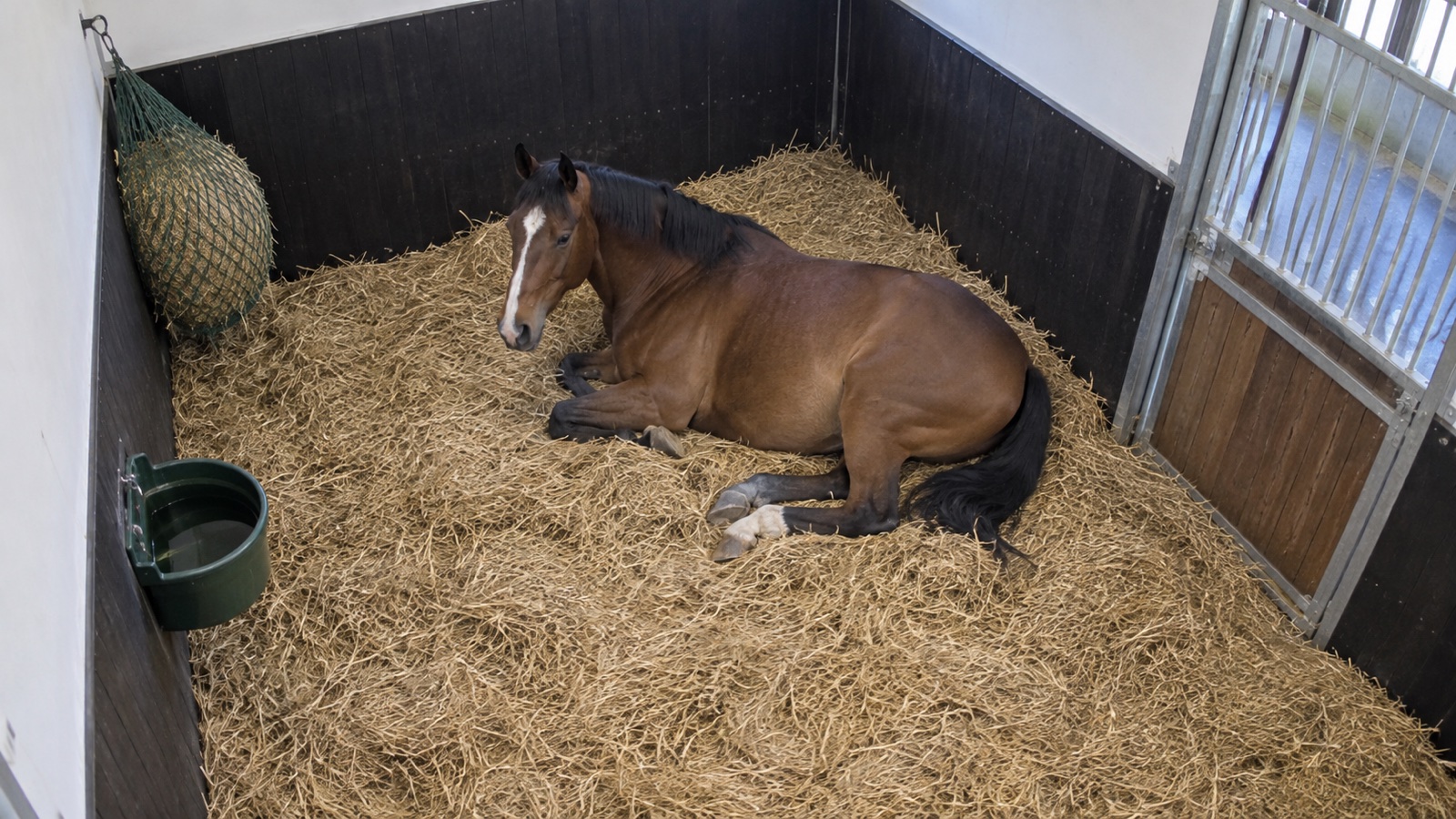 Security camera view of a horse lying down safely in a stable