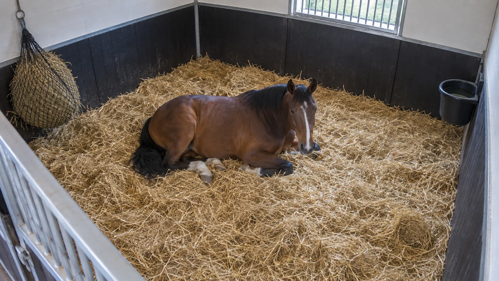 Wide security camera view of a horse lying down in a stable