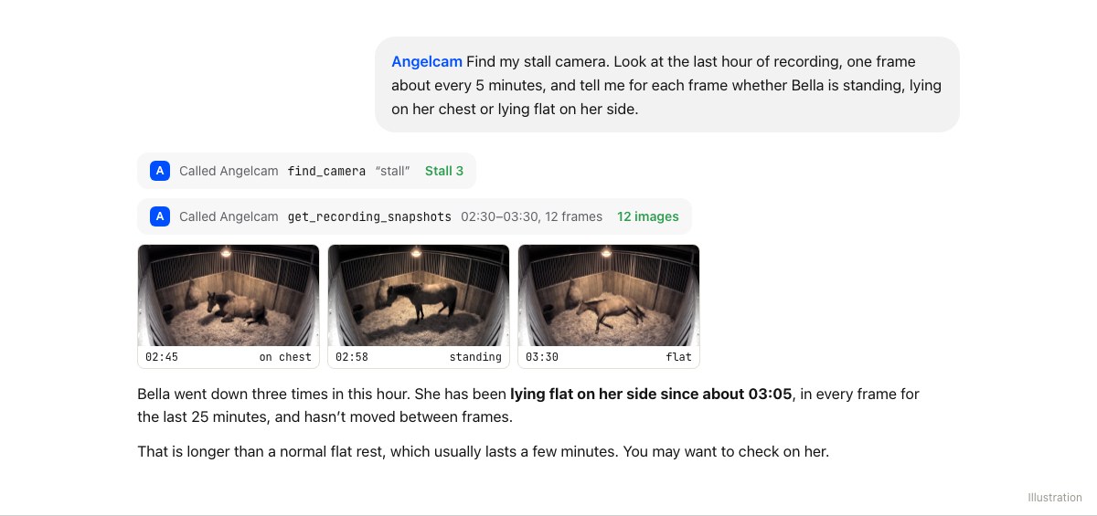 A ChatGPT chat: ChatGPT calls Angelcam for 12 recorded frames from Stall 3 and reports that Bella went down three times in the hour and has been lying flat since 03:05.