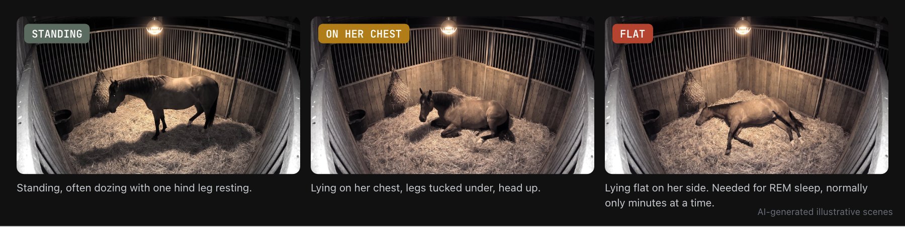 Three night views of the same stall: the mare standing, lying on her chest with legs tucked under, and lying flat on her side.