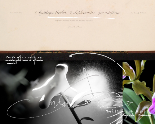 Daniel Jablonski - A vida interior das plantas de interior