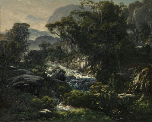 Olhar a floresta, ver a floresta