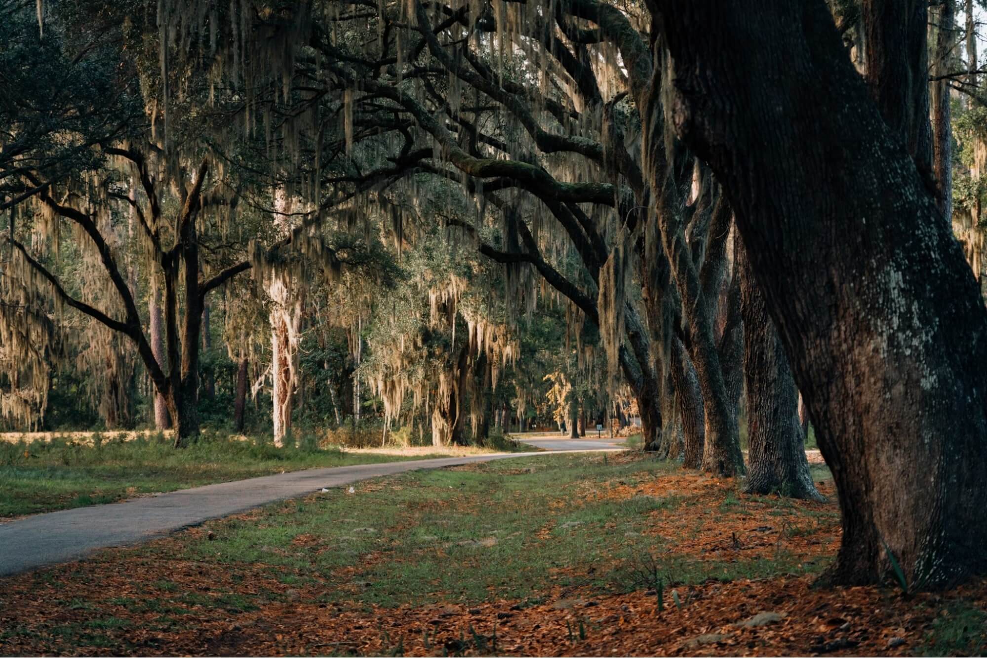 Securing South Carolina Film Incentives - Wrapbook - Hanging Moss Trees