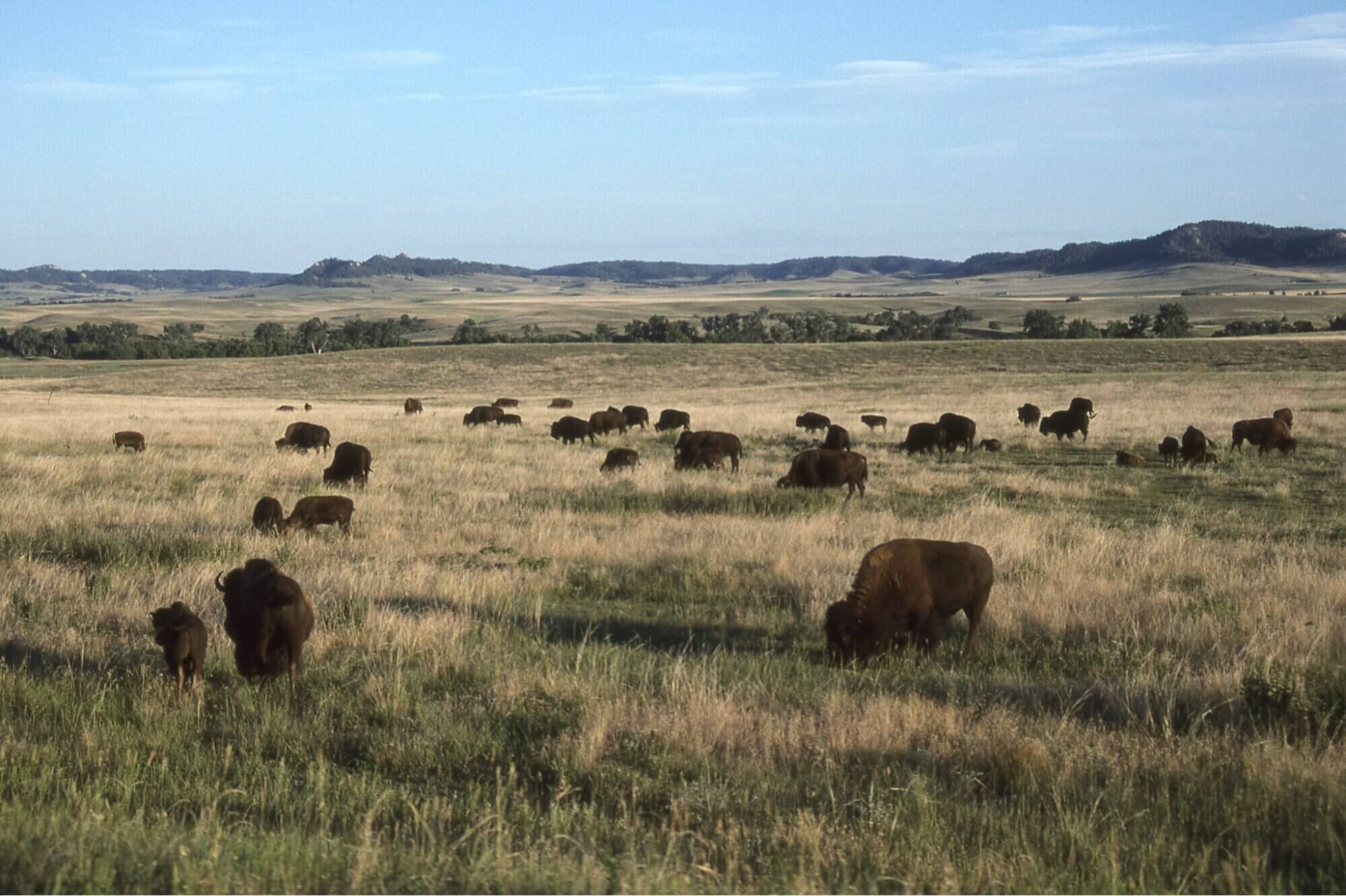 Navigating Nebraska Film Incentives - Wrapbook - Bison