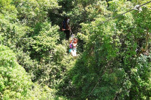Tree top tour – photo 3