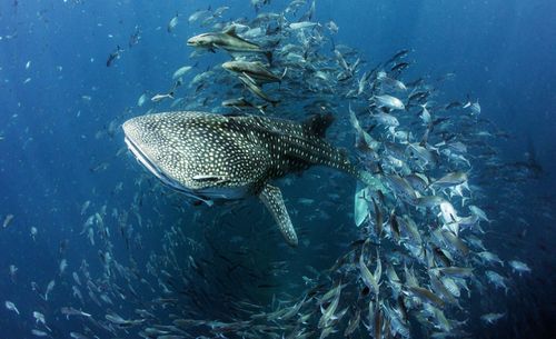 Diving – Koh Samui