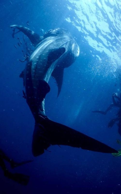 Diving – photo 3