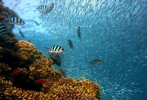 Diving – photo 2