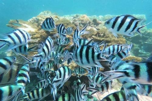 Koh tao – photo 5