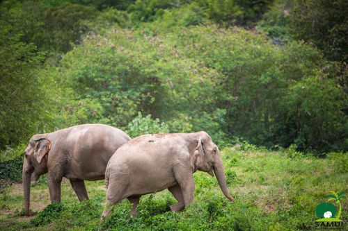Elephant sanctuary – Koh Samui