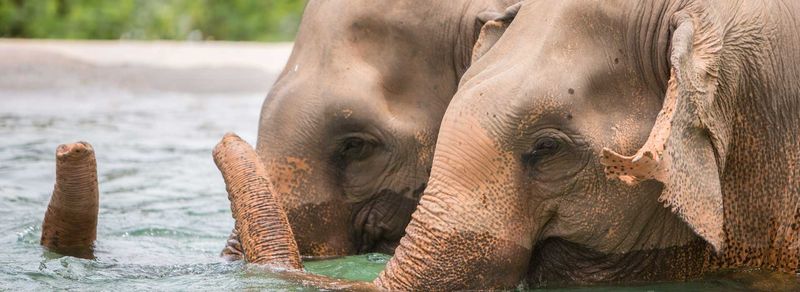 Elephant sanctuary – photo 1