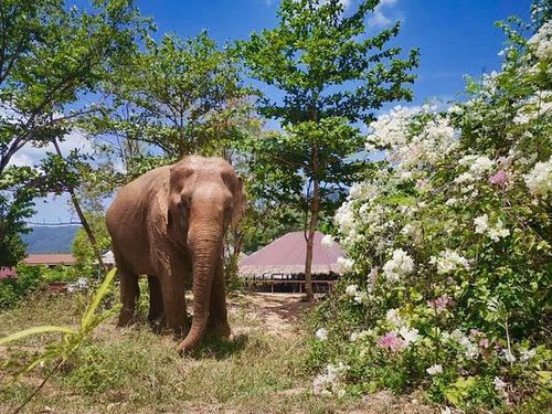Elephant sanctuary – photo 8