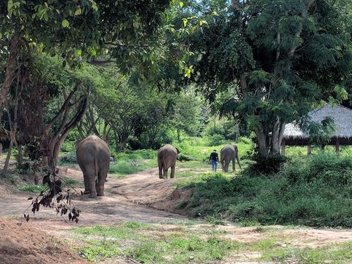 Elephant sanctuary – photo 4