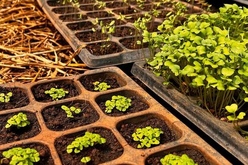 Thai Cooking Class & Organic Micro Farm Experience – photo 8
