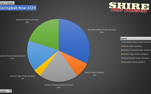 Snake species distribution in Caringbah, NSW – This pie chart illustrates the most commonly relocated snake species in Caringbah, a coastal suburb of the Sutherland Shire. The data shows that Red-Bellied Black Snakes (32%) are the most frequently encountered, followed by Diamond Pythons (20%) and Golden-Crowned Snakes (20%). Eastern Brown Snakes (16%) are also regularly seen, while Marsh Snakes (8%) and Eastern Tiger Snakes (4%) appear less often. With its mix of waterways, reserves, and suburban development, Caringbah provides diverse habitats for both venomous and non-venomous snakes. For professional snake relocations, contact Shire Snake Wranglers at 0428 458 856. #Caringbah #SnakeRelocation #ShireSnakeWranglers #SutherlandShire
