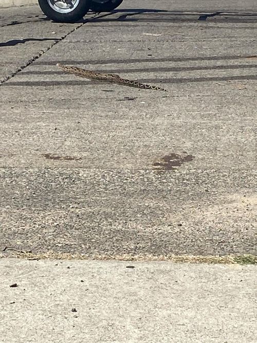 Boa Constrictor in Sylvania Boat Ramp Car Park