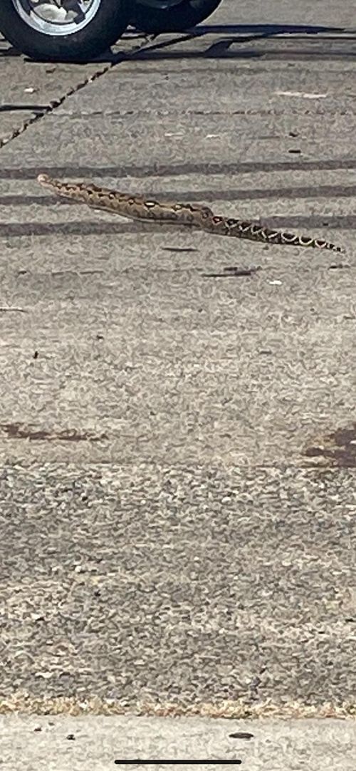Boa Constrictor in Sylvania Boat Ramp Car Park