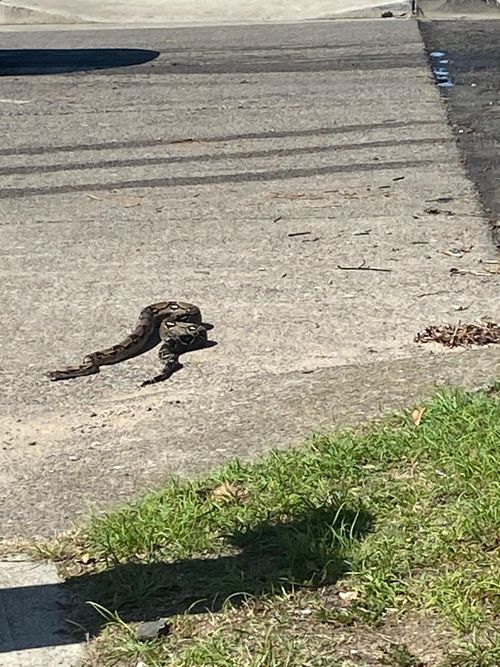 Boa Constrictor in Sylvania Boat Ramp Car Park