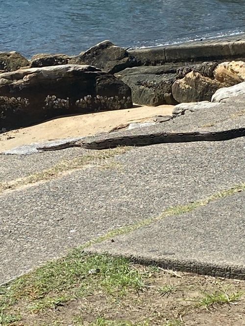 Boa Constrictor heading to the rocks at Sylvania Boat Ramp