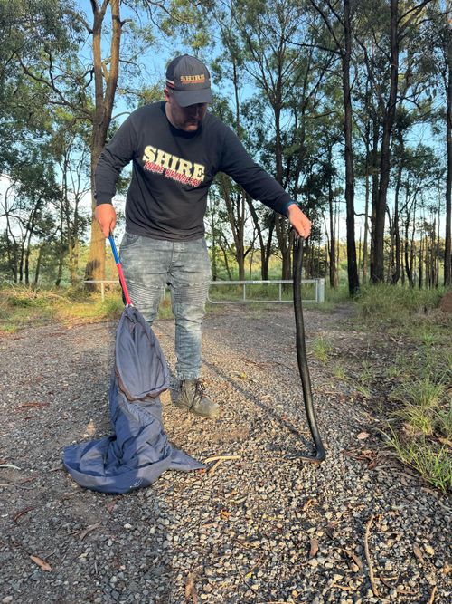 Red Bellied Black Snake from Engadine