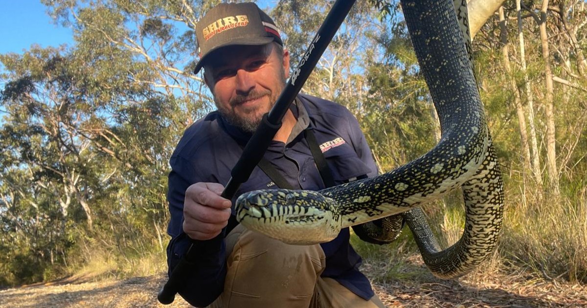 Snake species distribution in Voyager Point, NSW – This pie chart illustrates the most commonly relocated snake species in Yarrawarrah, a suburb bordering the Royal National Park. The data shows that Common Tree Snakes (39%) are the most frequently encountered, followed by Red-Bellied Black Snakes (32%), Golden-Crowned Snakes (25%), and Diamond Pythons (4%). With 42% bushland coverage, low housing density, and direct access to native habitats, Yarrawarrah provides ideal conditions for snakes to thrive. This chart highlights the importance of snake awareness and safe cohabitation in bushland suburbs. For professional snake relocations, contact Shire Snake Wranglers at 0428 458 856. #YoyagerPoint #SnakeRelocation #ShireSnakeWranglers #RoyalNationalPark