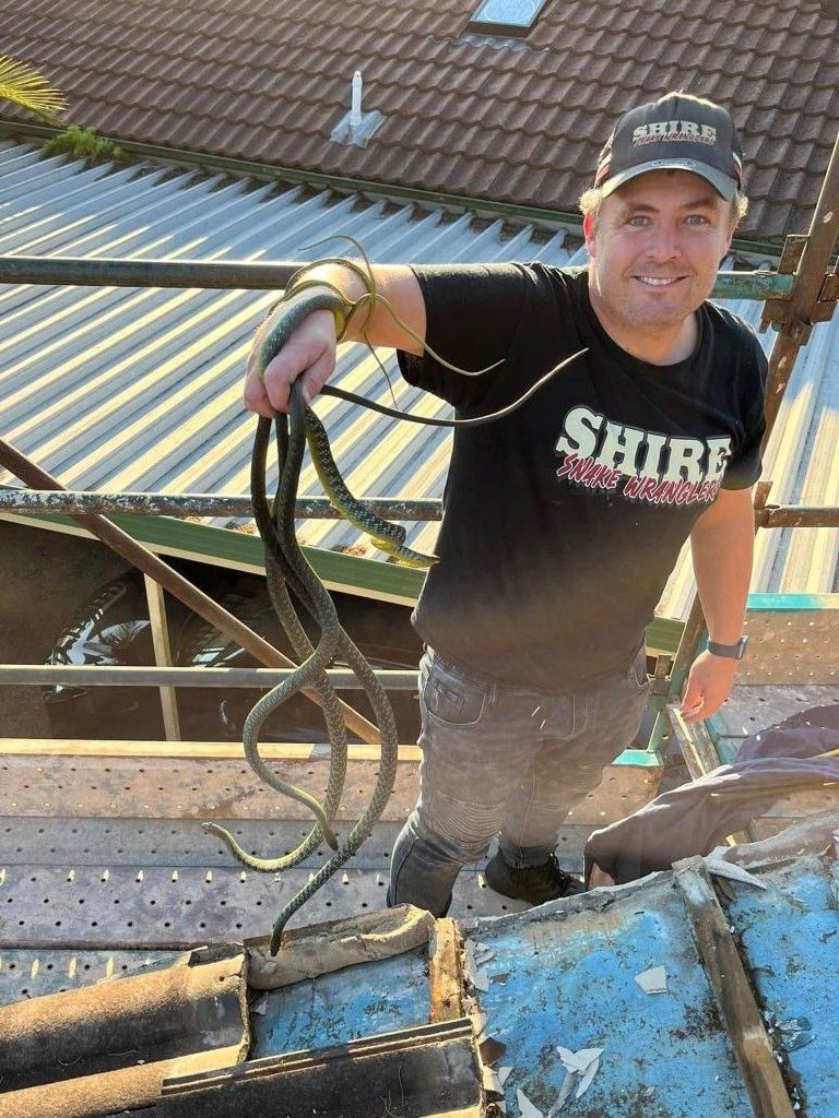 Bandy Bandy Snake in Sydney