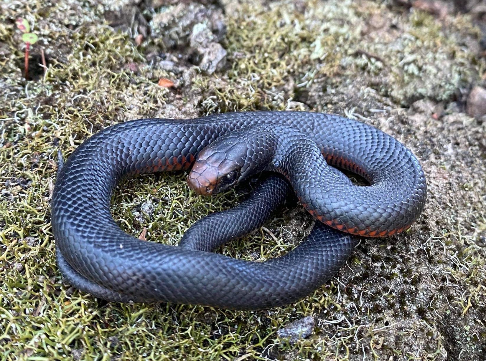 This little one had made its way into a backyard and gave the homeowners a bit of a surprise. Common Tree Snakes are completely harmless and are one of the most frequently encountered species in Wattle Grove thanks to the surrounding bush corridors and the lake system.  Always a pleasure relocating these curious, fast-moving snakes back to a safe spot away from homes.  If you ever need a snake identified or safely relocated, give Shire Snake Wranglers a call on 0428 458 856.  #WattleGrove #CommonTreeSnake #SnakeRelocation #ShireSnakeWranglers