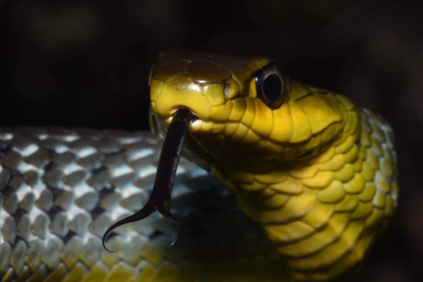 Common Tree Snake in Sydney