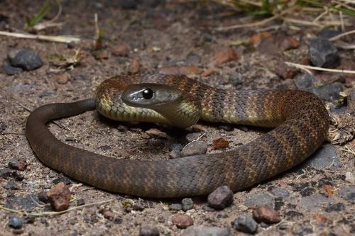 Bandy Bandy Snake in Sydney