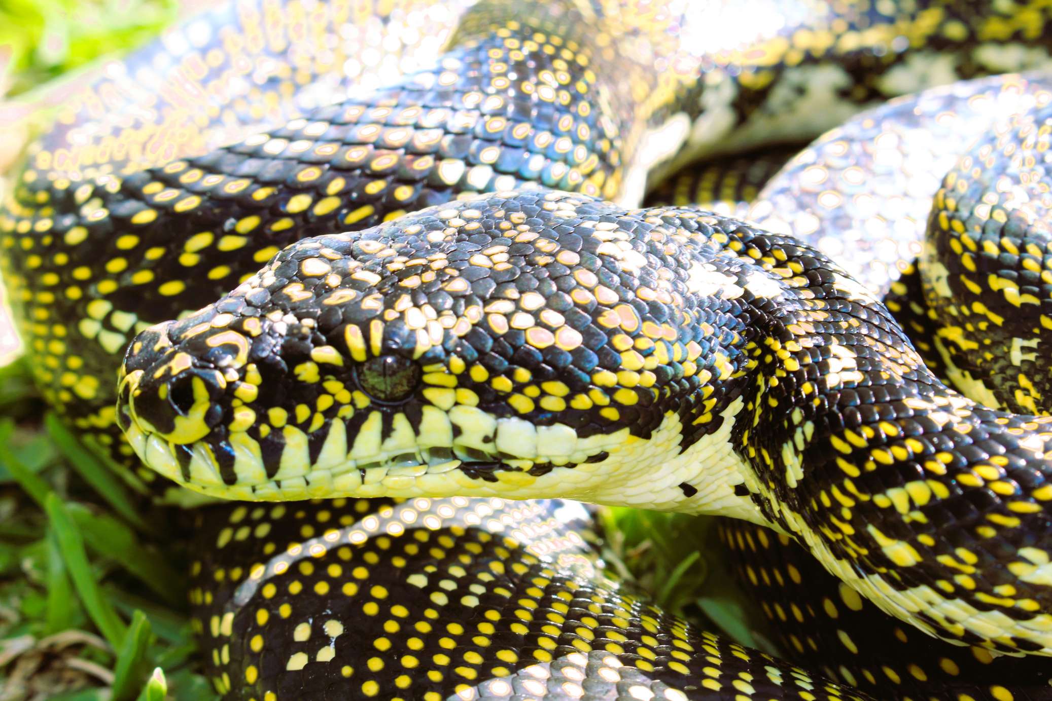 Bandy Bandy Snake in Sydney