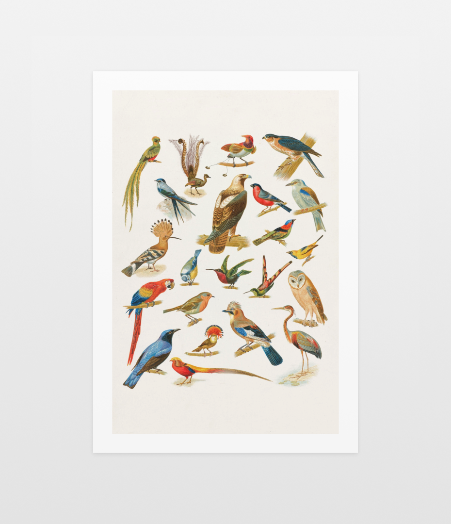 Birds of Paradise