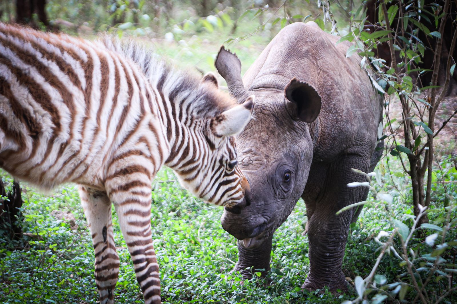 Rhino Calf Operation on Borana Conservancy