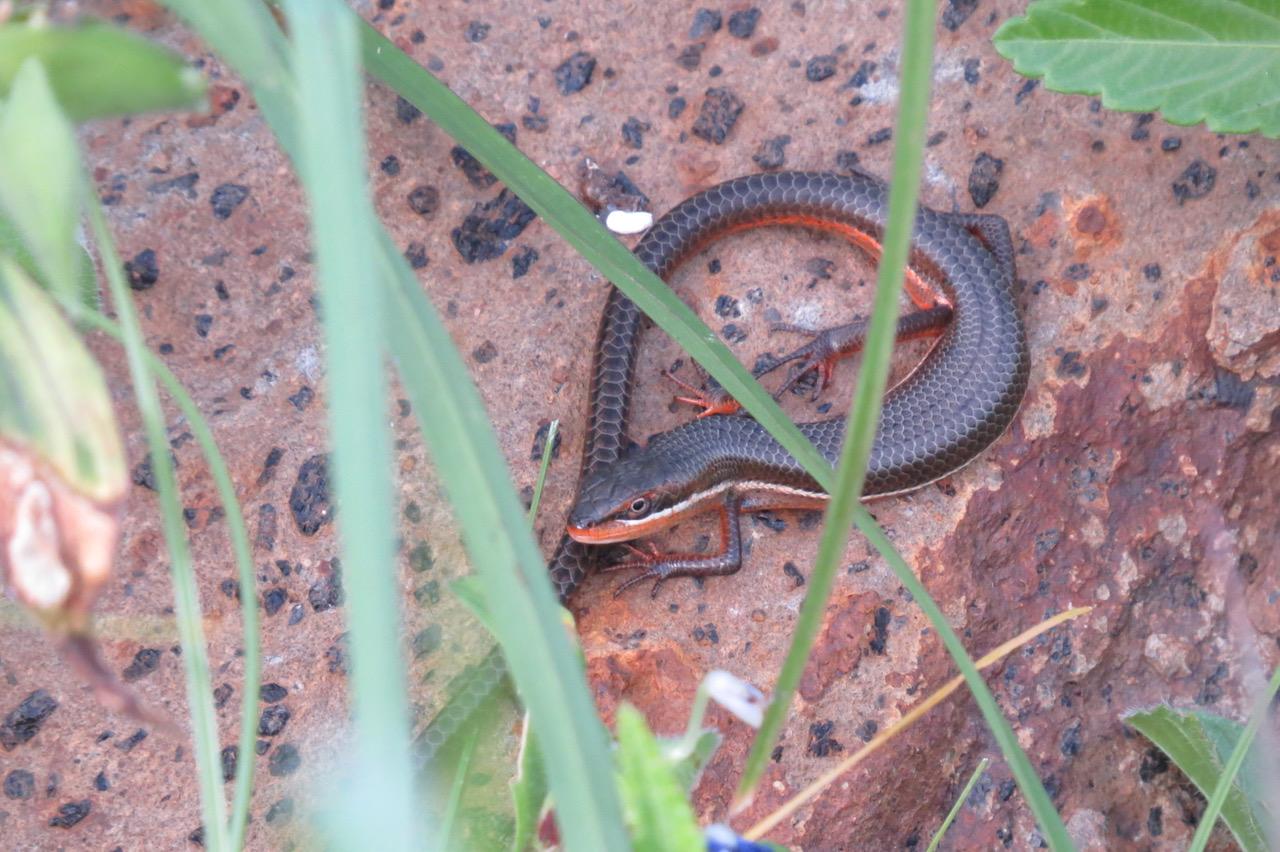 Biodiversity Discoveries on Borana Conservancy: Rare Species, Birding Milestones and Conservation Success
