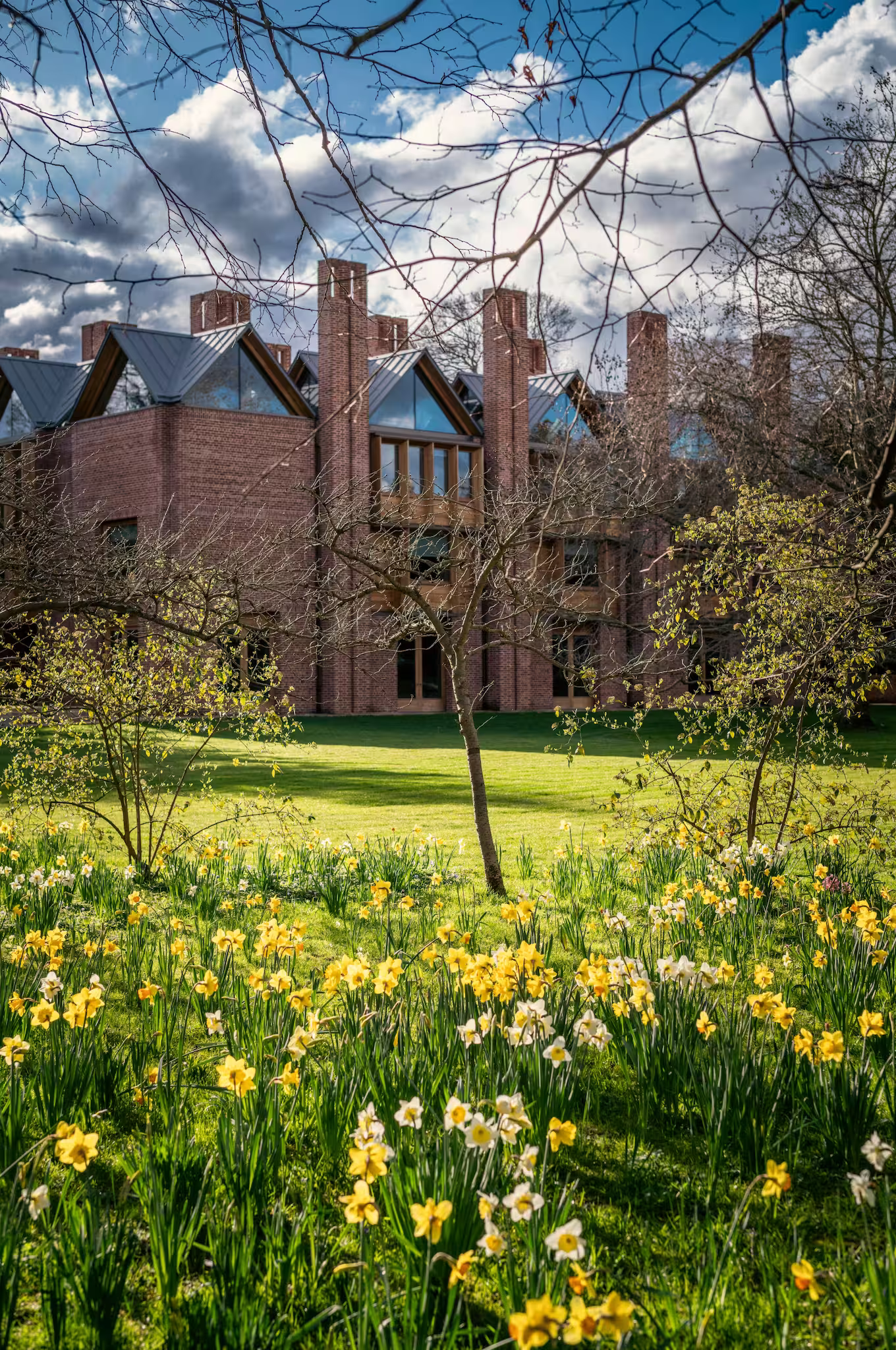 Brick building with large windows behind a lawn filled with blooming yellow and white daffodils under a blue sky with clouds.