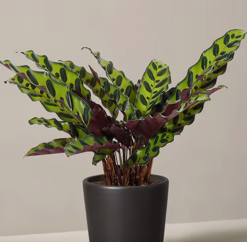 Screen Shot 2022-10-10 at 2.32.28 PM.png