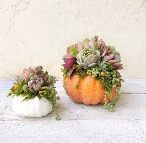 Succulent artworks.jpg