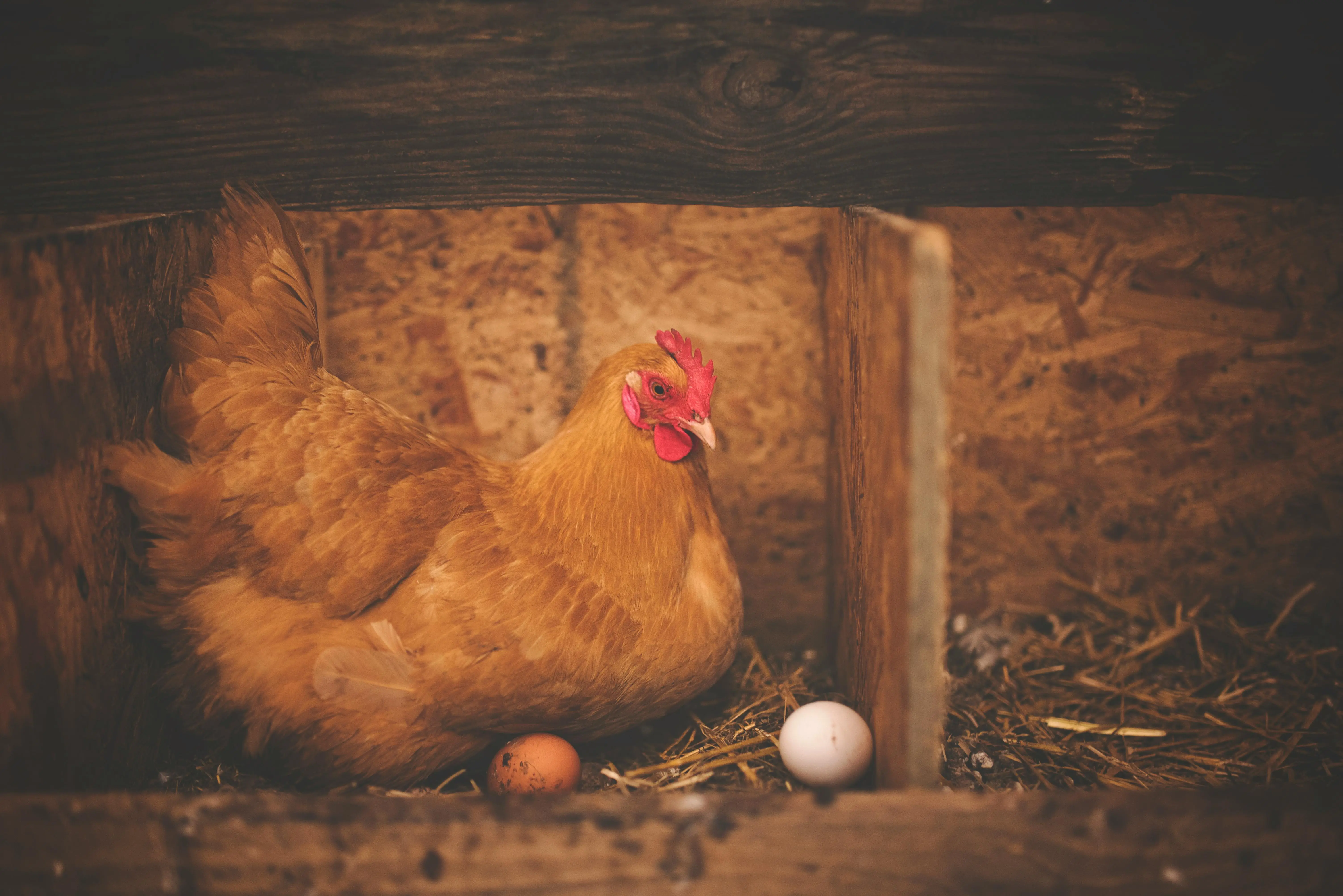 Chicken eggs are a great FFA fundraising idea.