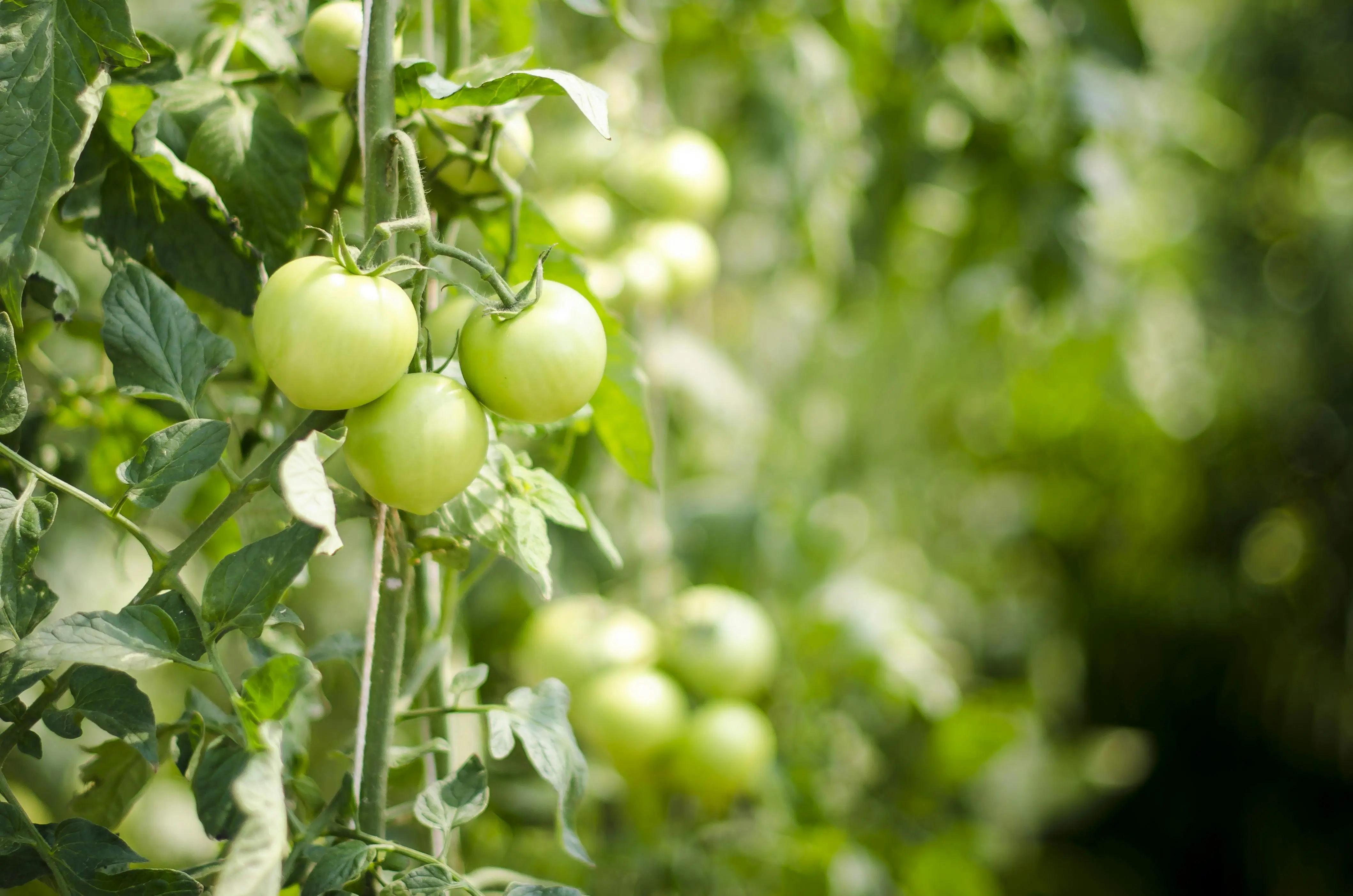 Tomatoes growing in an FFA community garden as part of a fundraiser.