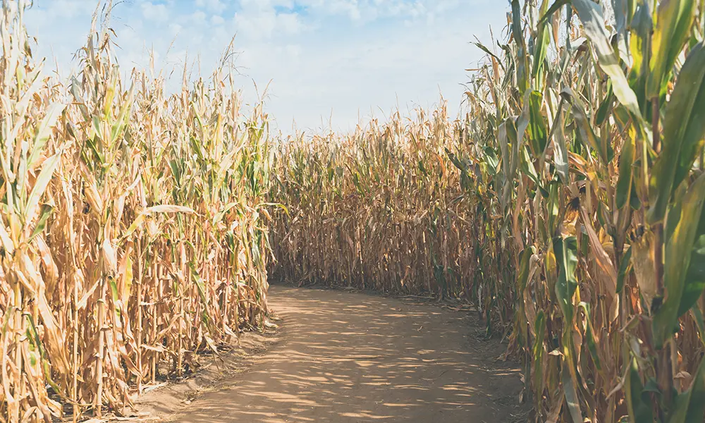 A corn maze being prepped for a fraternity fundraiser.