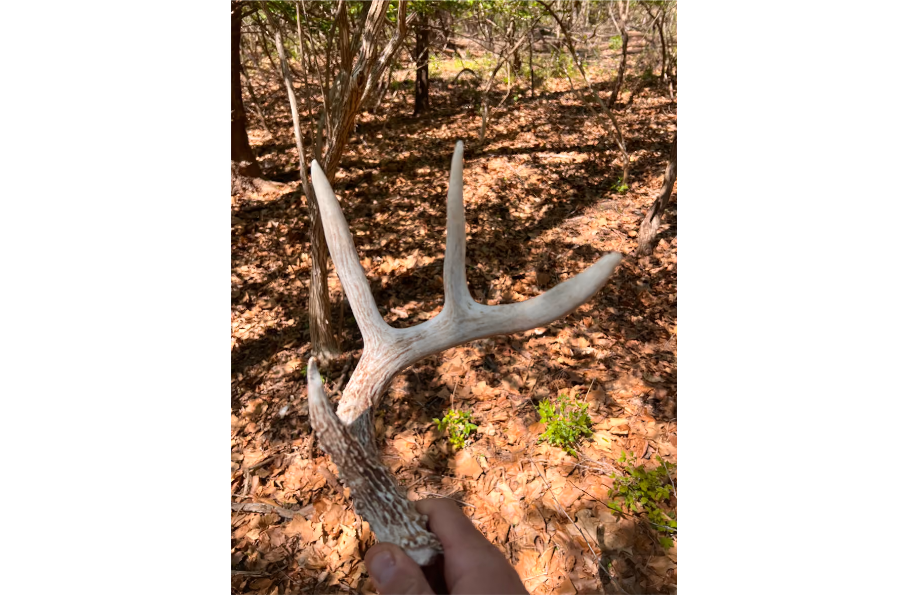 COLUMN: Driftwood Outdoors: Time is right to hunt for shed antlers