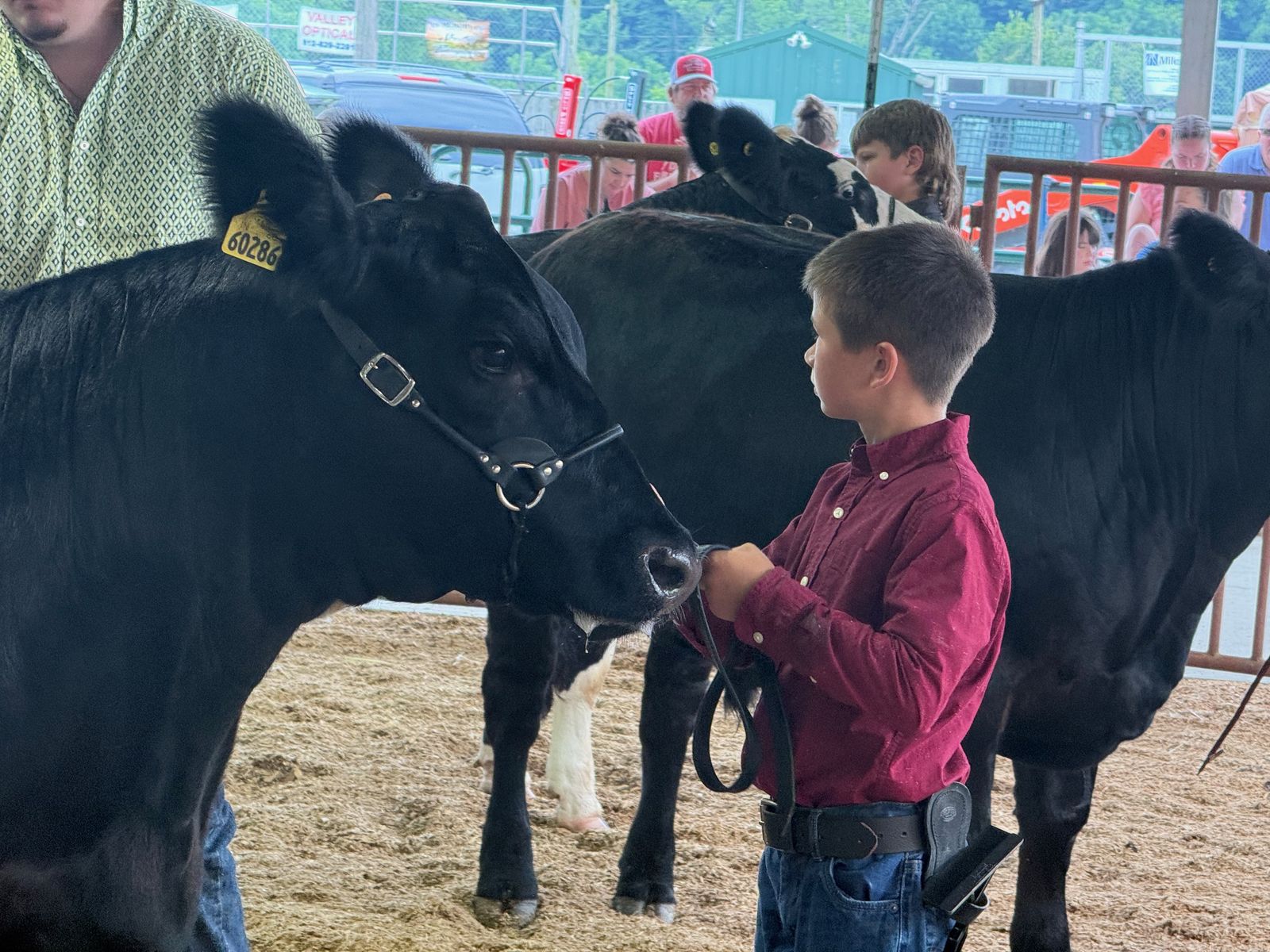 2026 Owen County Fair Beef, Dairy and Steer winners