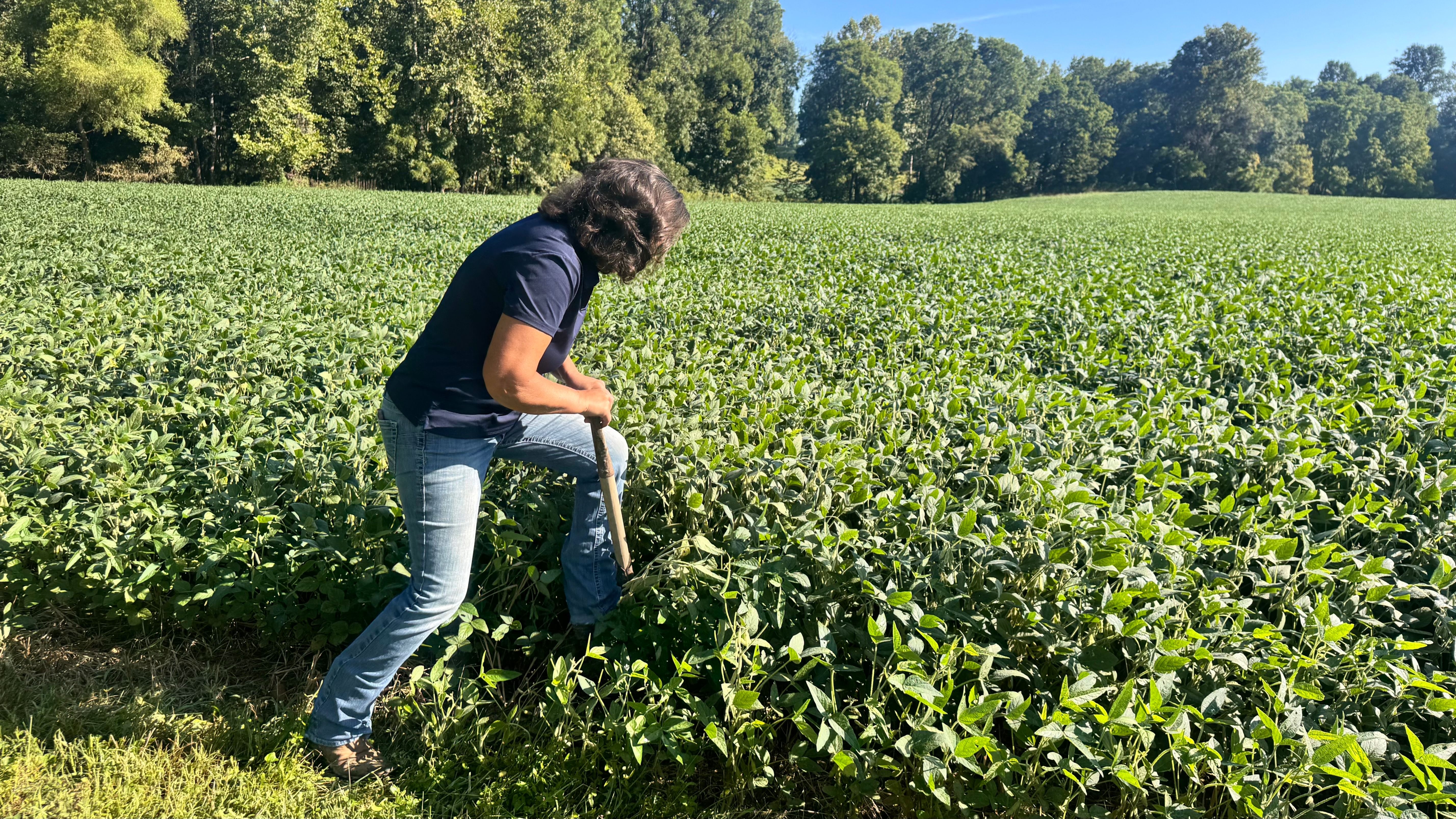 Doris Scully digs into the soil on her farm on Aug. 25, 2026 in rural Spencer. She grew soybeans and corn this year. PHOTO BY CHLOE ODEN|THE OWEN NEWS