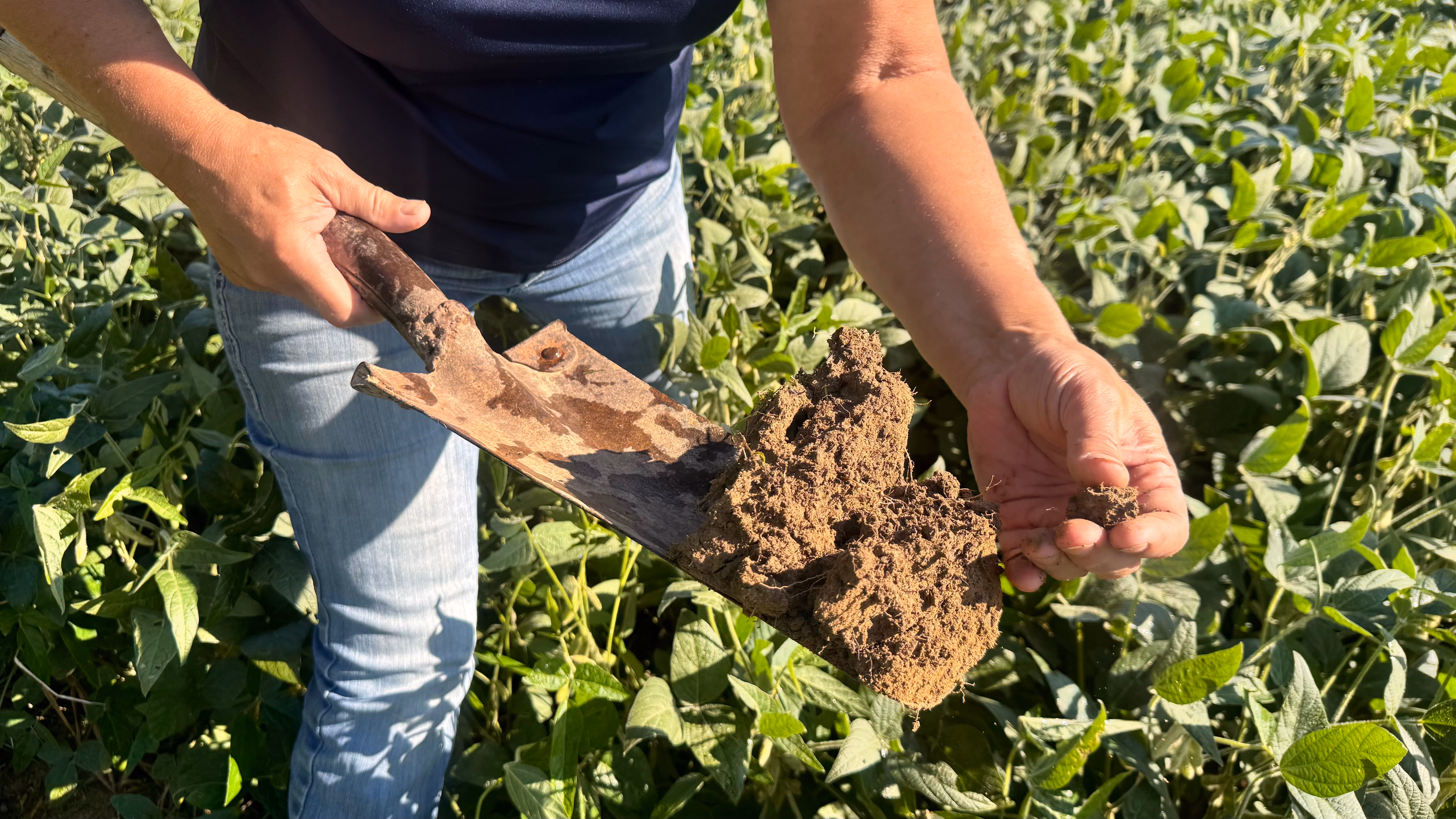 Doris Scully looks for earthworm holes in the soil in her soybean field on Aug. 25 on her farm in rural Spencer. Scully said she’s noticed the soil get darker over the years, a good sign that means organic matter is going back into the soil. PHOTO BY CHLOE ODEN|THE OWEN NEWS