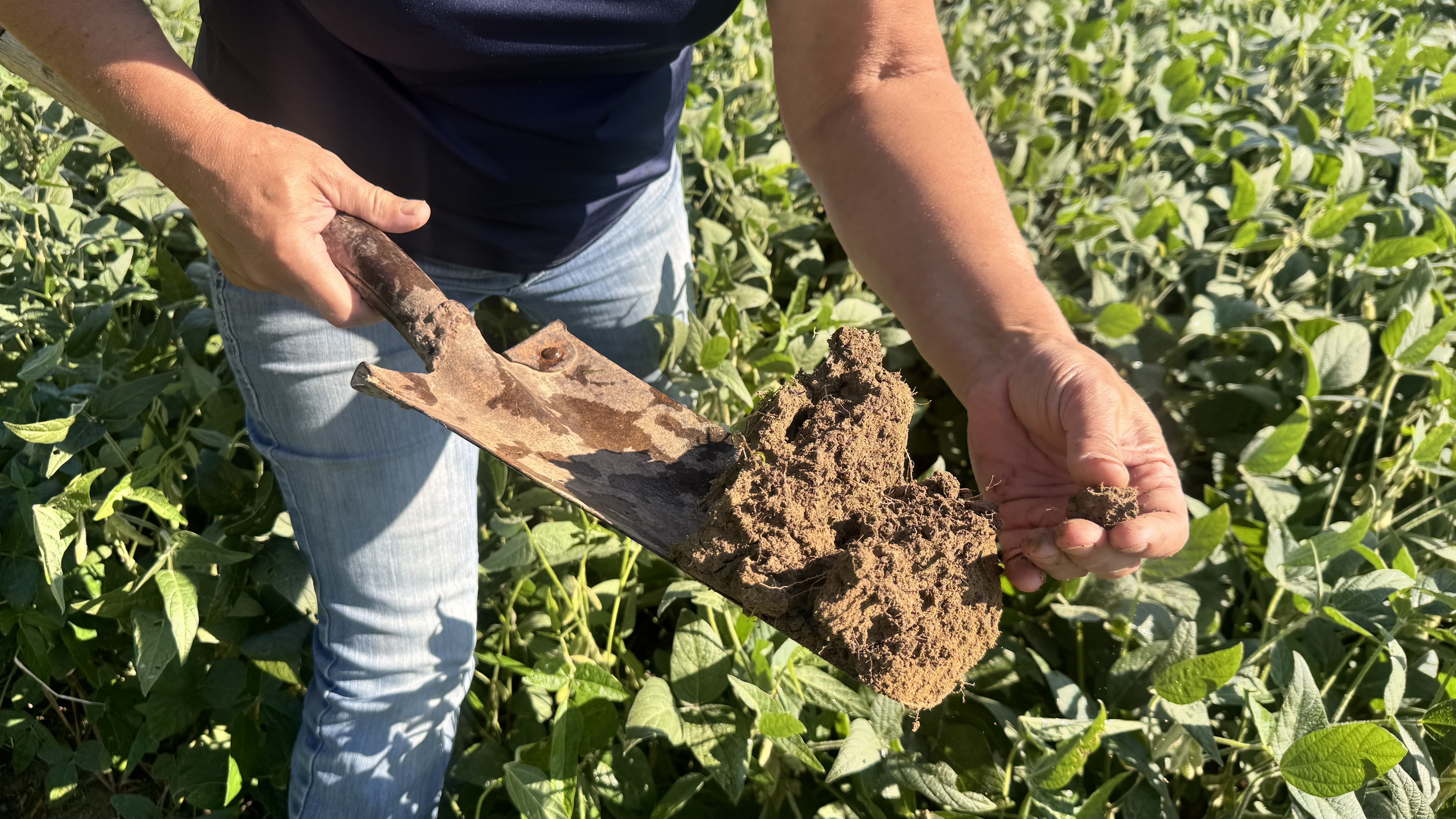 Doris Scully looks for earthworm holes in the soil in her soybean field on Aug. 25 on her farm in rural Spencer. Scully said she’s noticed the soil get darker over the years, a good sign that means organic matter is going back into the soil. PHOTO BY CHLOE ODEN|THE OWEN NEWS