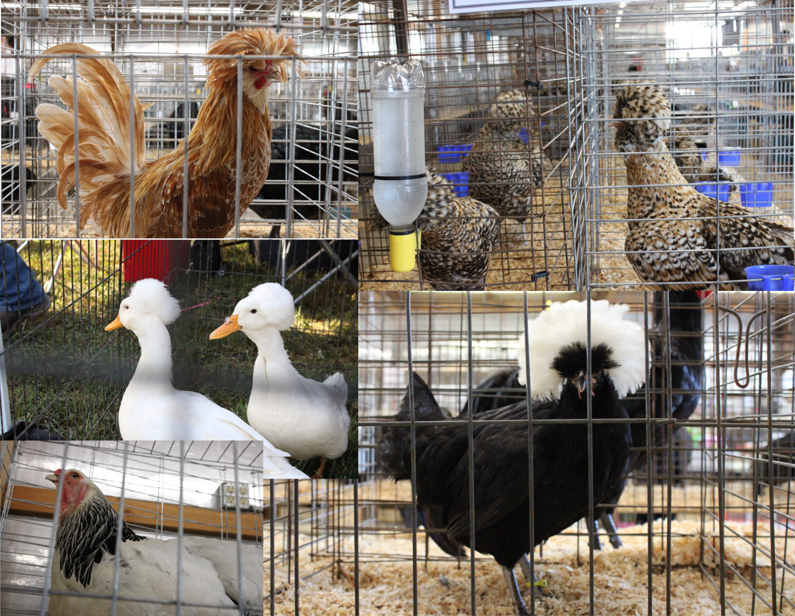 Feathers, Frizzles, and a ‘Big Chicken’: Inside the 51st White River Poultry Club Fall Show