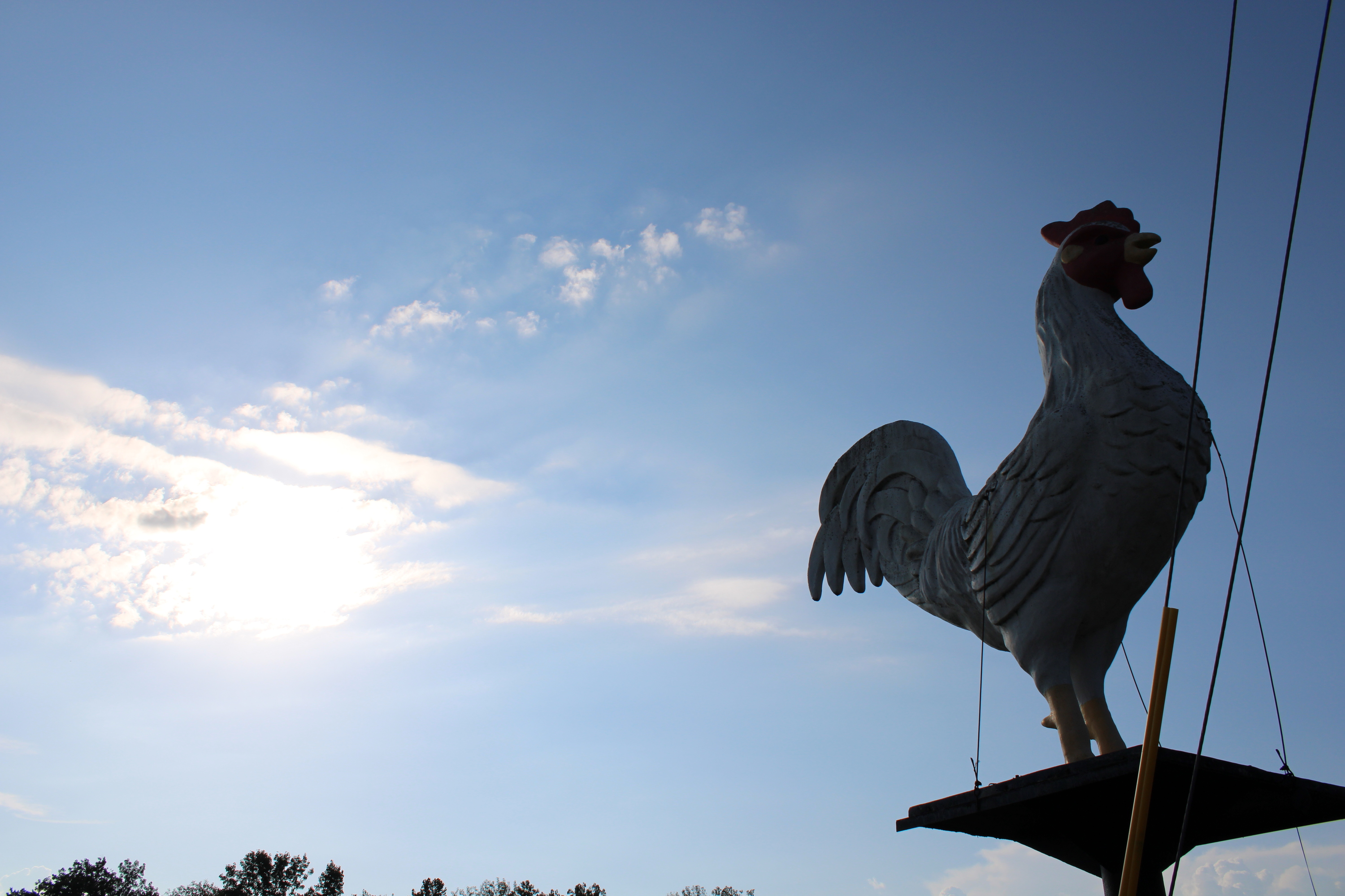 Spencer’s “big chicken” is most likely a white leghorn. Here, it compares to its real-life counterpart, albeit at a much smaller scale. TYLER DEFORD|THE OWEN NEWS