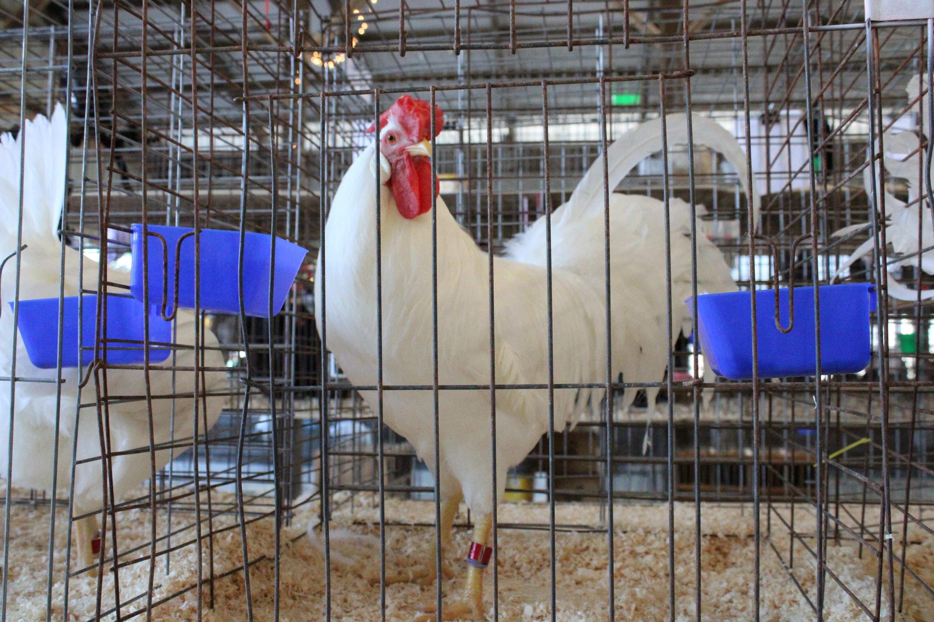 Spencer’s “big chicken” is most likely a white leghorn. Here, it compares to its real-life counterpart, albeit at a much smaller scale. TYLER DEFORD|THE OWEN NEWS