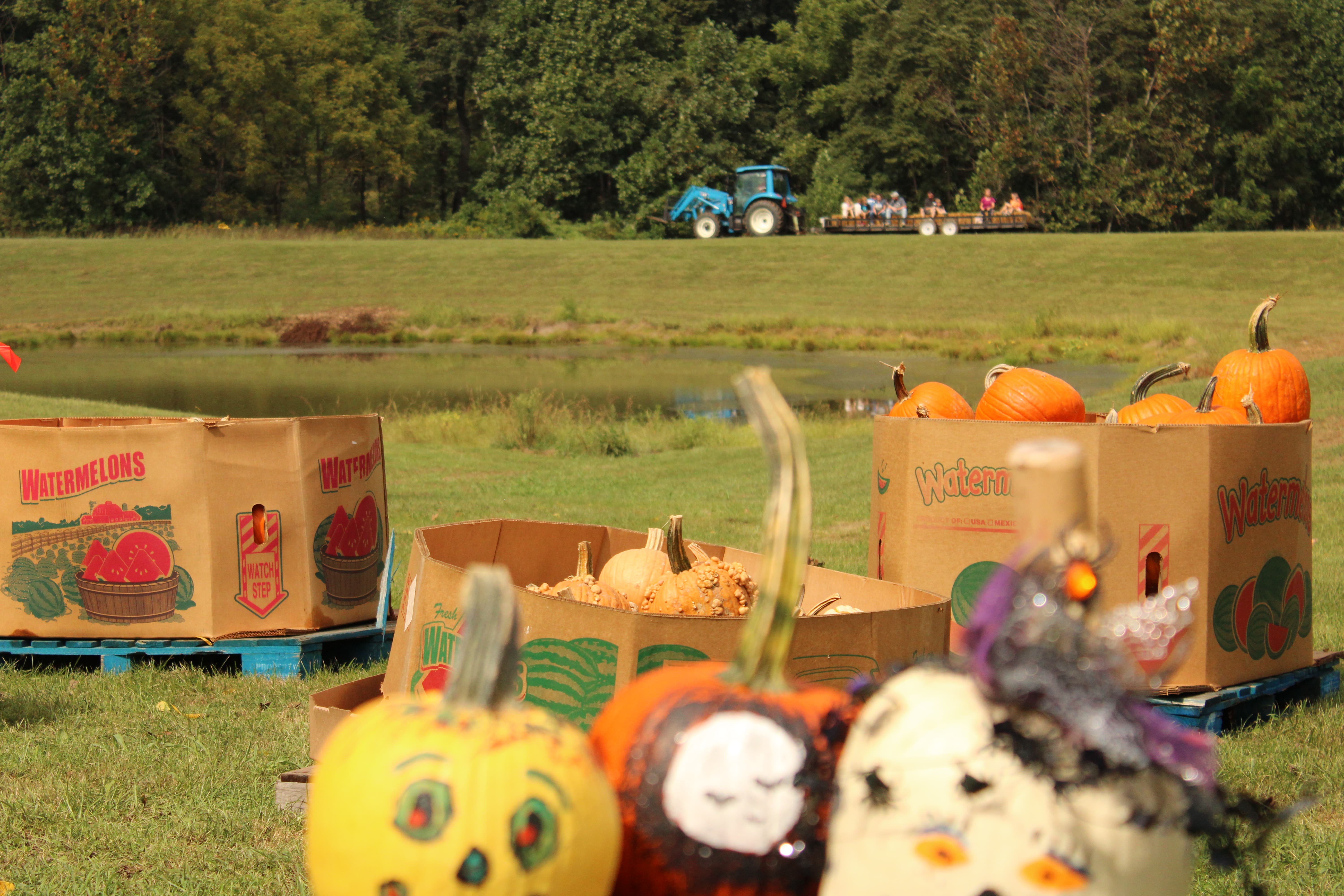 Pumpkinfest at Havest Moon Winery Photo Gallery
