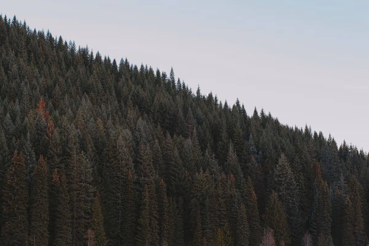 Green pine trees along hillside