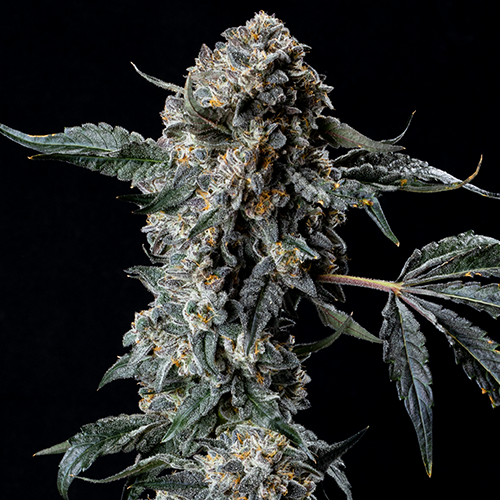 Plants loversnow flex mutation Zeven11 - Zkittlez x RS11